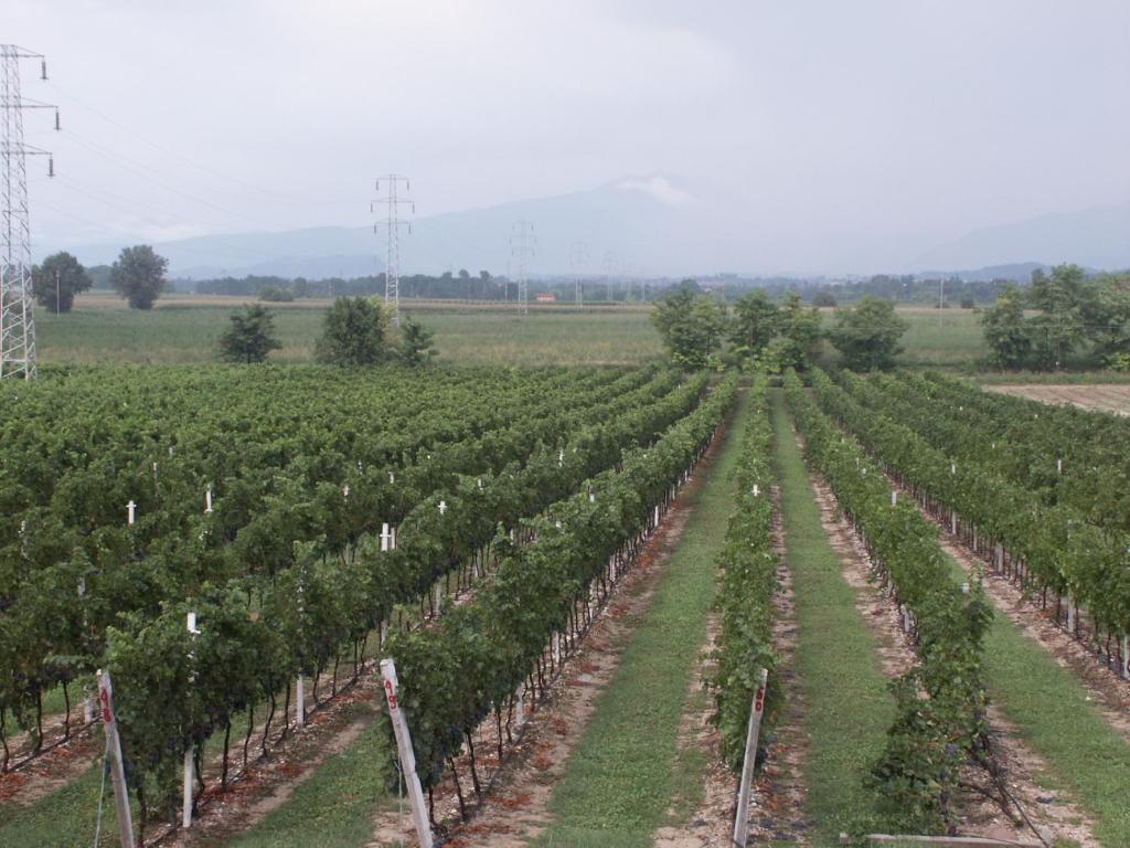 Agriturismo Colombarola Sona Eksteriør bilde