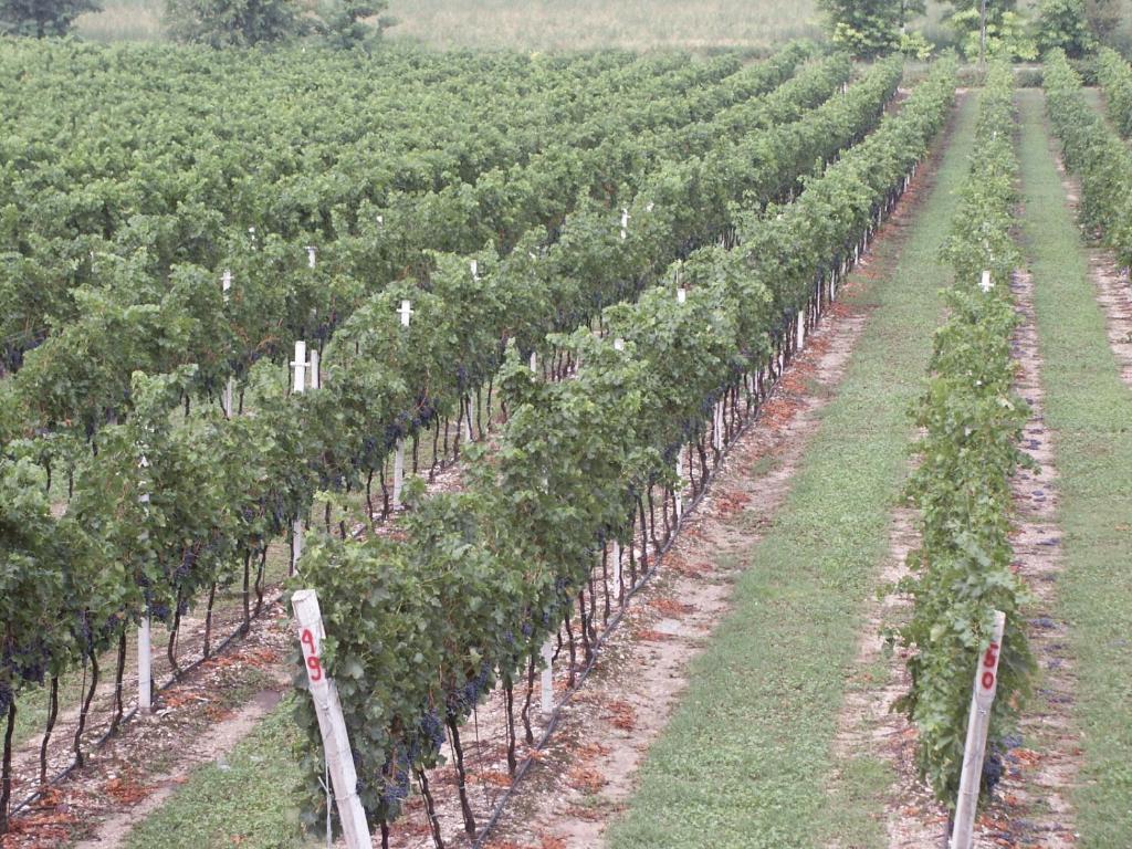 Agriturismo Colombarola Sona Eksteriør bilde